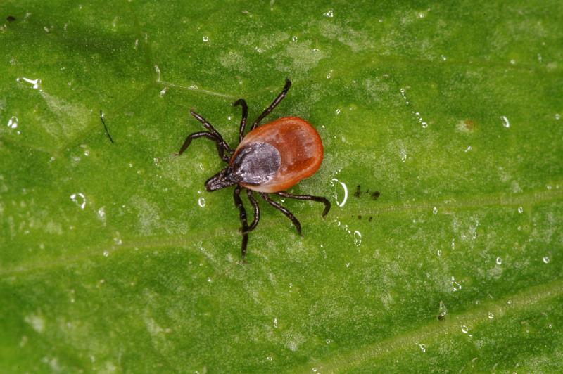 Ixodes_ricinus_D5187_Z_90_Les Gris_Frankrijk.jpg